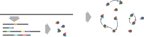 transcription and translation